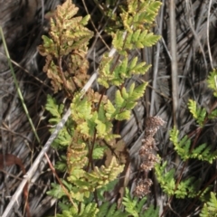 Cheilanthes sp. at Cotter River, ACT - 22 Aug 2019 10:48 AM