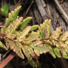 Cheilanthes sp. at Cotter River, ACT - 22 Aug 2019 10:48 AM