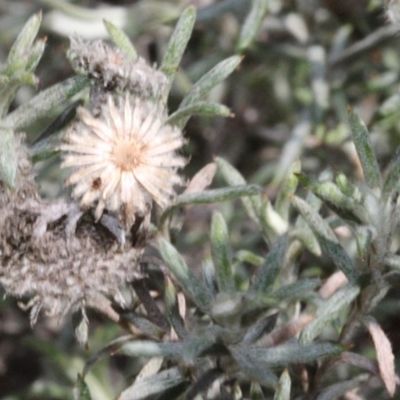 Chrysocephalum semipapposum (Clustered Everlasting) at Lower Cotter Catchment - 22 Aug 2019 by PeteWoodall