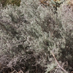 Chrysocephalum semipapposum at Cotter River, ACT - 22 Aug 2019