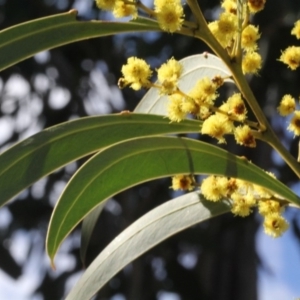 Acacia obliquinervia at Coree, ACT - 22 Aug 2019