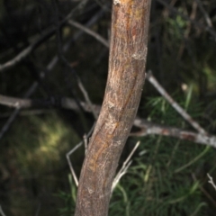 Acacia obliquinervia at Coree, ACT - 22 Aug 2019