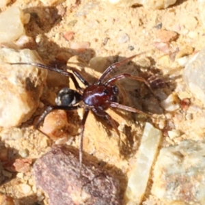 Habronestes sp. (genus) at Coree, ACT - 22 Aug 2019 11:10 AM