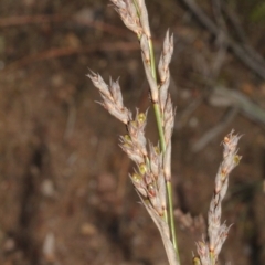 Lepidosperma laterale (Variable Sword Sedge) at Lower Cotter Catchment - 22 Aug 2019 by PeteWoodall