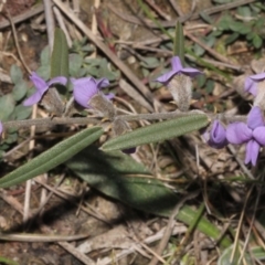 Hovea heterophylla (Common Hovea) at Coree, ACT - 22 Aug 2019 by PeteWoodall