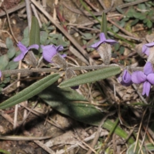 Hovea heterophylla at Coree, ACT - 22 Aug 2019 11:20 AM