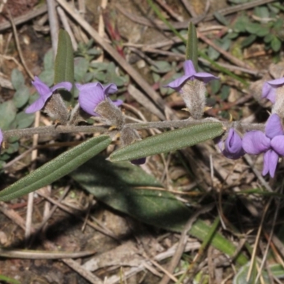 Hovea heterophylla (Common Hovea) at Lower Cotter Catchment - 22 Aug 2019 by PeteWoodall