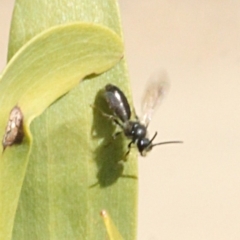 Unverified Bee (Hymenoptera, Apiformes) at Lower Cotter Catchment - 22 Aug 2019 by PeteWoodall