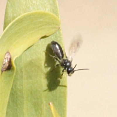 Unverified Bee (Hymenoptera, Apiformes) at Lower Cotter Catchment - 22 Aug 2019 by PeteWoodall