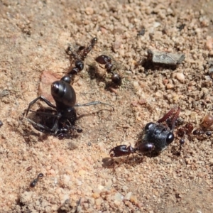 Pheidole sp. (genus) at Cook, ACT - 21 Jan 2020