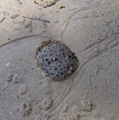 Unidentified Marine Invertebrate at Moruya, NSW - 22 Jan 2020 by MattM