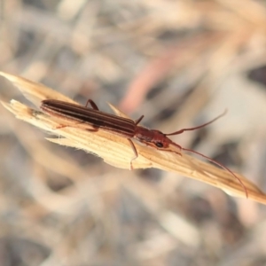 Syllitus grammicus at Cook, ACT - 18 Jan 2020 05:57 PM