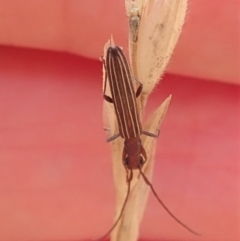 Syllitus grammicus at Cook, ACT - 18 Jan 2020