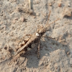 Austroicetes sp. (genus) (A grasshopper) at Mount Painter - 18 Jan 2020 by CathB