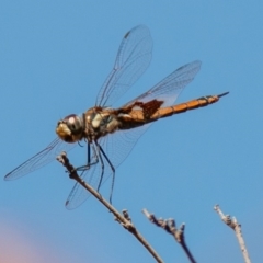 Tramea loewii (Common Glider) at Chapman, ACT - 21 Jan 2020 by SWishart