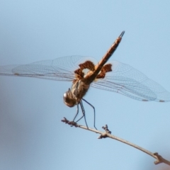 Tramea loewii at Chapman, ACT - 21 Jan 2020