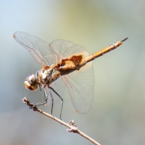 Tramea loewii at Chapman, ACT - 21 Jan 2020