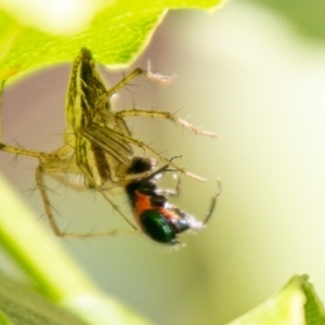 Oxyopes sp. (genus) at Chapman, ACT - 19 Jan 2020