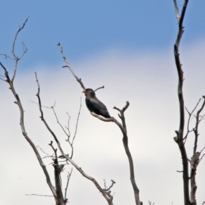 Eurystomus orientalis at Tuggeranong DC, ACT - 21 Jan 2020