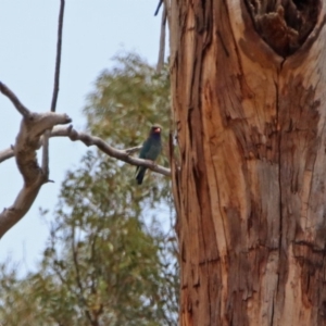 Eurystomus orientalis at Tuggeranong DC, ACT - 21 Jan 2020