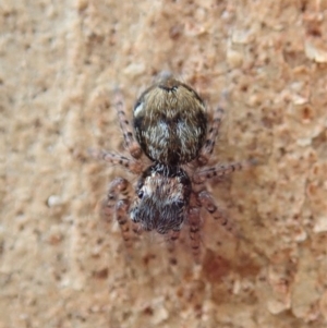 Servaea sp. (genus) at Cook, ACT - 18 Jan 2020