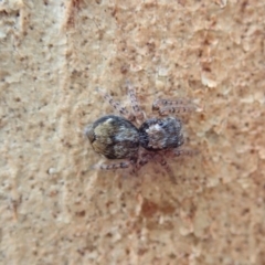 Servaea sp. (genus) at Cook, ACT - 18 Jan 2020