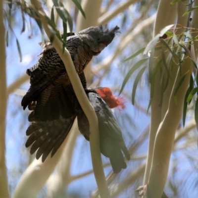 Callocephalon fimbriatum (Gang-gang Cockatoo) at Tennent, ACT - 21 Jan 2020 by RodDeb