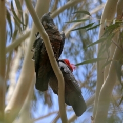 Callocephalon fimbriatum at Tennent, ACT - suppressed