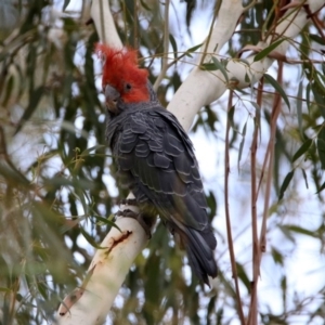 Callocephalon fimbriatum at Tennent, ACT - suppressed