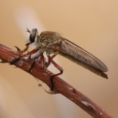 Colepia ingloria (A robber fly) at Tennent, ACT - 21 Jan 2020 by RodDeb