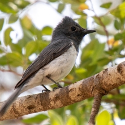 Myiagra rubecula (Leaden Flycatcher) at Stromlo, ACT - 22 Jan 2020 by SWishart