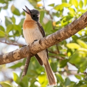 Myiagra rubecula at Stromlo, ACT - 22 Jan 2020