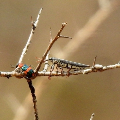 Rhinotia sp. (genus) (Unidentified Rhinotia weevil) at Tennent, ACT - 21 Jan 2020 by RodDeb