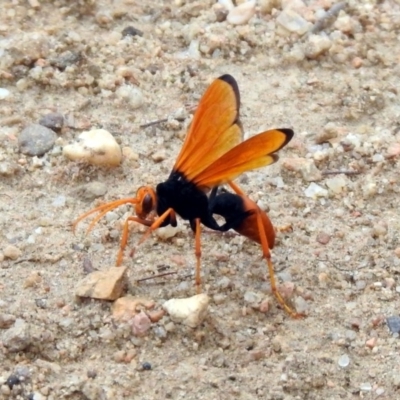 Cryptocheilus bicolor (Orange Spider Wasp) at Tennent, ACT - 21 Jan 2020 by RodDeb