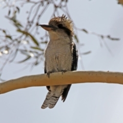 Dacelo novaeguineae (Laughing Kookaburra) at Tennent, ACT - 21 Jan 2020 by RodDeb