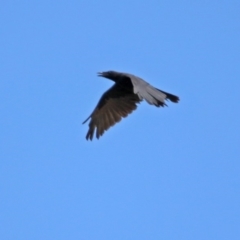 Corvus mellori (Little Raven) at Tennent, ACT - 21 Jan 2020 by RodDeb