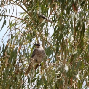 Philemon corniculatus at Tennent, ACT - 21 Jan 2020