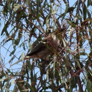 Philemon corniculatus at Tennent, ACT - 21 Jan 2020 02:01 PM