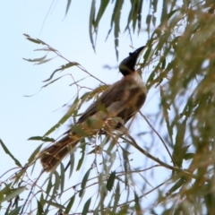 Philemon corniculatus at Tennent, ACT - 21 Jan 2020