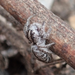 Clynotis severus (Stern Jumping Spider) at Aranda, ACT - 18 Jan 2020 by CathB