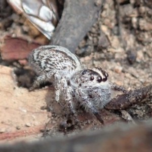 Clynotis severus at Aranda, ACT - 18 Jan 2020