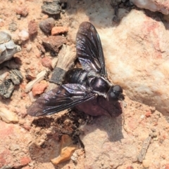 Pseudopenthes fenestrata (Window-winged bee fly) at Point 3852 - 18 Jan 2020 by CathB