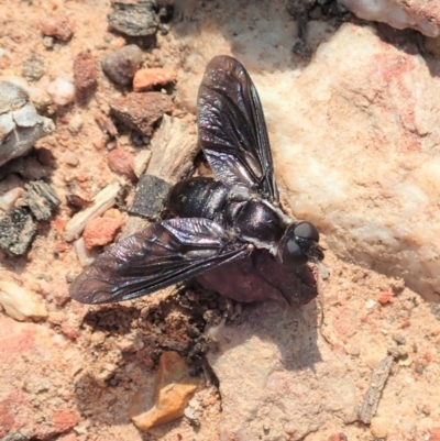 Pseudopenthes fenestrata (Window-winged bee fly) at Point 3852 - 18 Jan 2020 by CathB