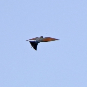 Merops ornatus at Tennent, ACT - 21 Jan 2020