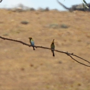 Merops ornatus at Tennent, ACT - 21 Jan 2020