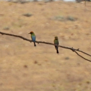 Merops ornatus at Tennent, ACT - 21 Jan 2020