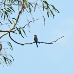 Merops ornatus at Tennent, ACT - 21 Jan 2020