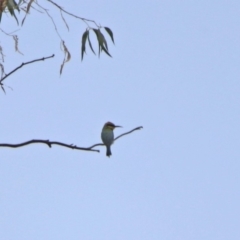 Merops ornatus at Tennent, ACT - 21 Jan 2020