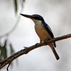 Todiramphus sanctus at Tennent, ACT - 21 Jan 2020