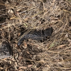 Tiliqua rugosa (Shingleback Lizard) at Mount Painter - 20 Jan 2020 by CathB